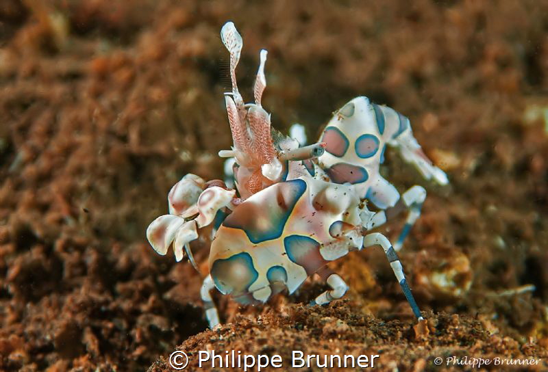 Arlequin shrimp by Philippe Brunner 