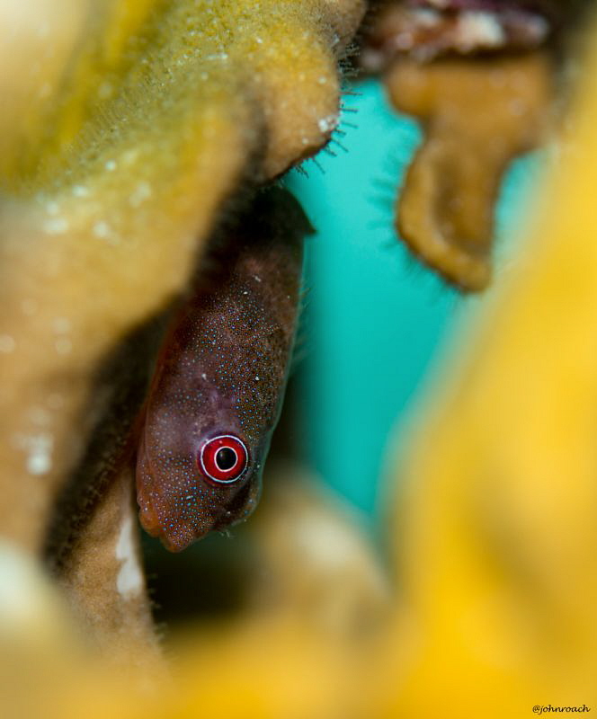 Red Clingfish on fire coral. Pink Beach...Thanks to my go... by John Roach 