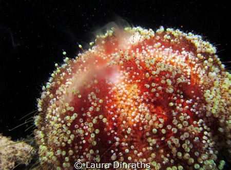 Red Sea toxic fire urchin spreading gametes at night by Laura Dinraths 