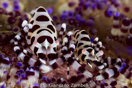 pair of coleman shrimps by Giancarlo Zambelli 