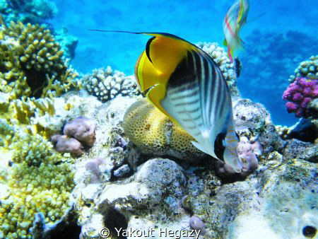 Threadfin butterflyfish.depth 1-35m by Yakout Hegazy 