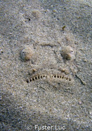 Sandy smile of a stargazer. by Fuster Luc 