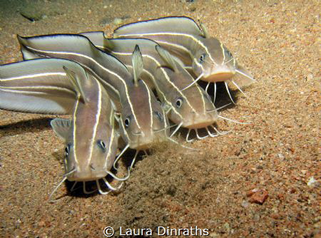 Four adult striped eel catfish hunting together on sand a... by Laura Dinraths 