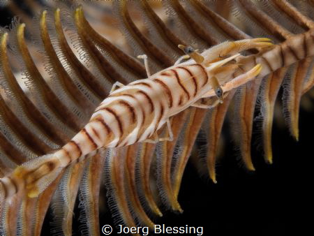 Crinoid shrimp camouflaged on it´s featherstar by Joerg Blessing 