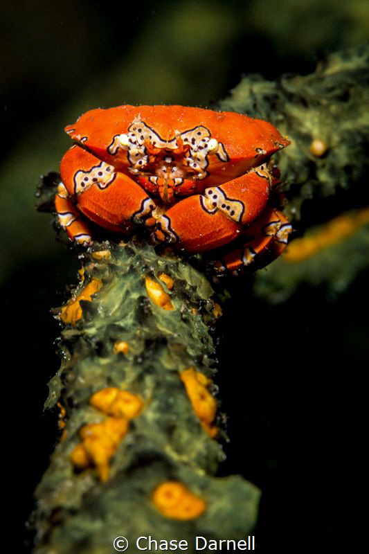 "Stand Strong"

A Gaudy Clown Crab claims his sponge an... by Chase Darnell 
