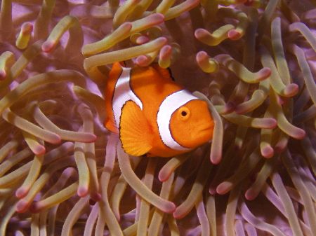 False Nemo. Great Barrier Reef by Joshua Miles 