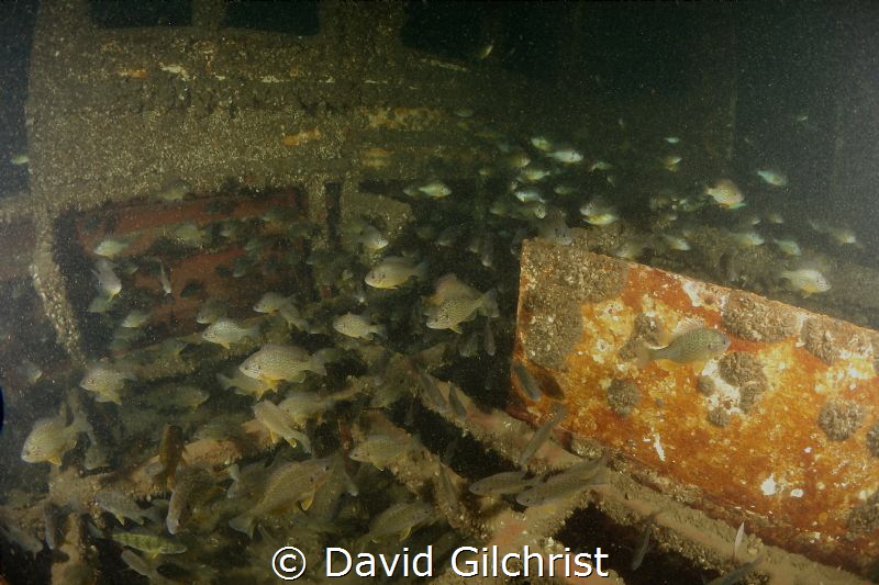 Find the Perch. Schooling sunfish and lone perch inside b... by David Gilchrist 