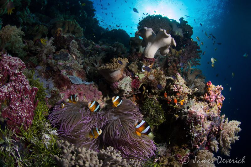 Six / Clark's Anemone fish or yellow tailed clown fish. I... by James Deverich 