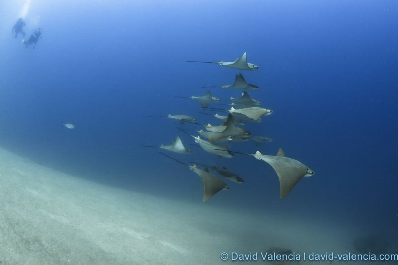 A rare sighting of cownose rays. These divers watched on ... by David Valencia 