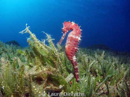 Red thorny seahorse in a sea of seagrass by Laura Dinraths 