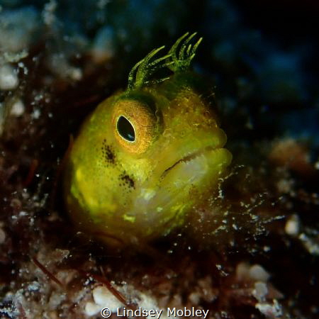 Yellow Blenny. Taken in Key Largo on Permit Ledges. by Lindsey Mobley 