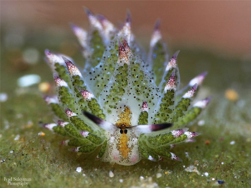 Costasiella kuroshimae by Iyad Suleyman 