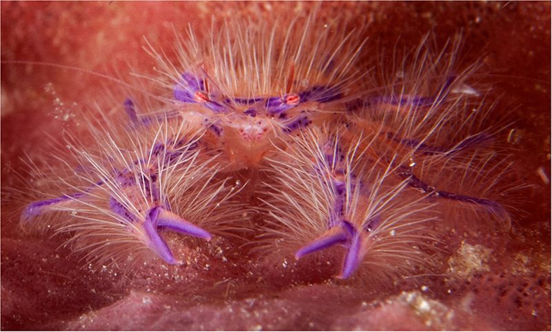 Purple Hairy Squat Lobster by Charles Wright 