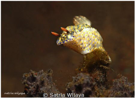 lets jump little barongsai (Hypselodoris infucata) by Satria Wijaya 
