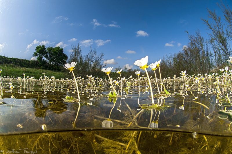 aquatic spring field by Mathieu Foulquié 