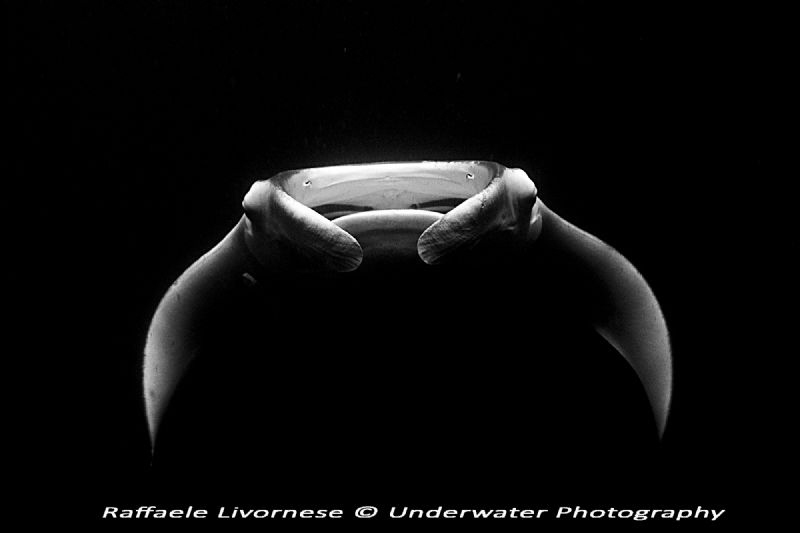 Manta ray in night dive, with matural light from the boat... by Raffaele Livornese 
