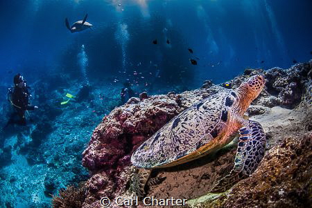 This image was taken on a dive at Sipadan marine reserve.... by Carl Charter 
