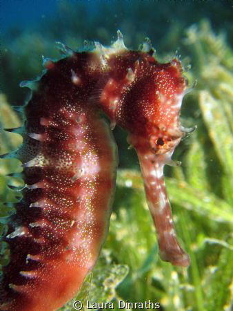 Red thorny seahorse in green seagrass by Laura Dinraths 
