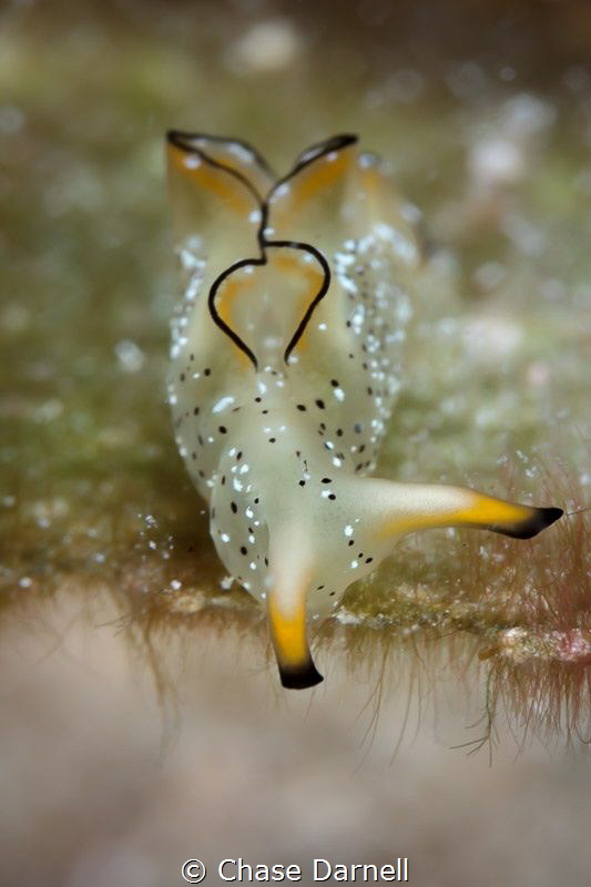 "On the Edge" 
Ornate Elysia Little Cayman! by Chase Darnell 