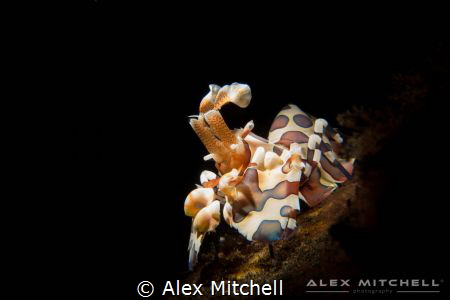 The star of the show! A harlequin shrimp poses for the ca... by Alex Mitchell 