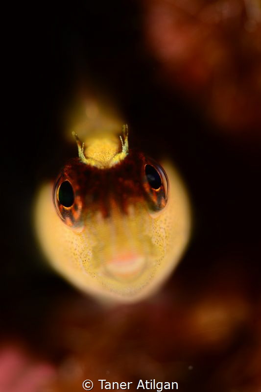 Very tiny blenny from Bodrum/Turkey. 105mm+SMC.No crop, n... by Taner Atilgan 