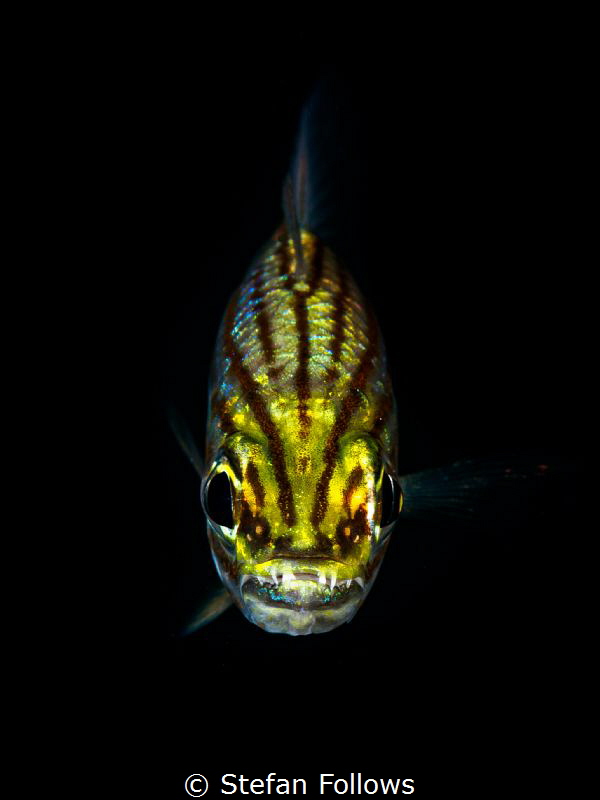 Grrrrrr ... ! Cardinalfish - Apogonidae sp. Chaloklum, Th... by Stefan Follows 