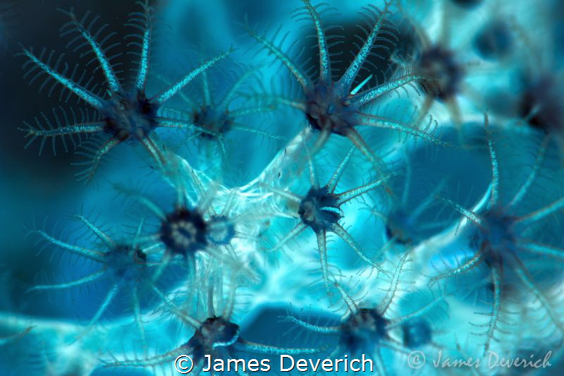 Negative Coral by James Deverich 