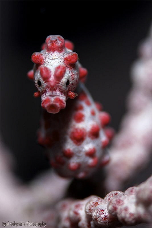 Pygmy Seahorse by Iyad Suleyman 