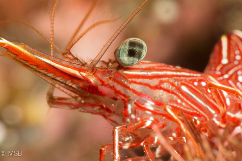 Red army shrimp. Nikon D7100 + Nikkor 105 + Nauticam SMC by Mehmet Salih Bilal 