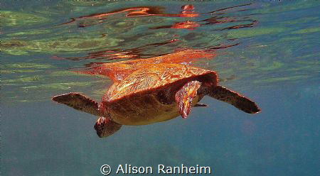 Turtle Power! by Alison Ranheim 