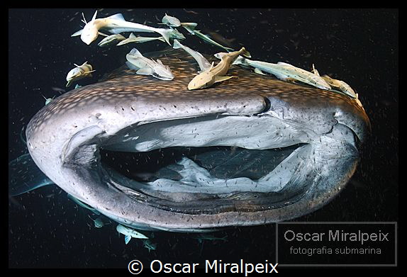 whaleshark by Oscar Miralpeix 