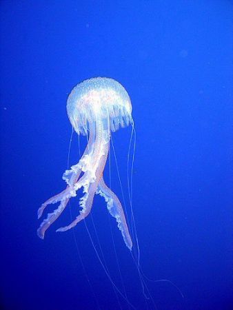 Jellyfish seen on the safety stop after diving Barracuda ... by Dawn Watson 