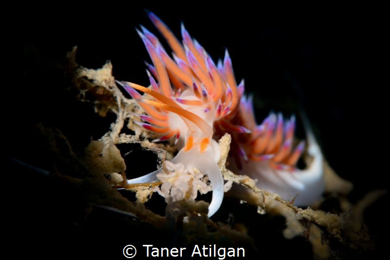 Snooted nudi with eggs from Bodrum/Turkey by Taner Atilgan 