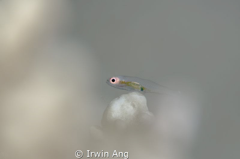 S H A L L O W
Pink-eye goby (Bryaninops natans)
Anilao,... by Irwin Ang 