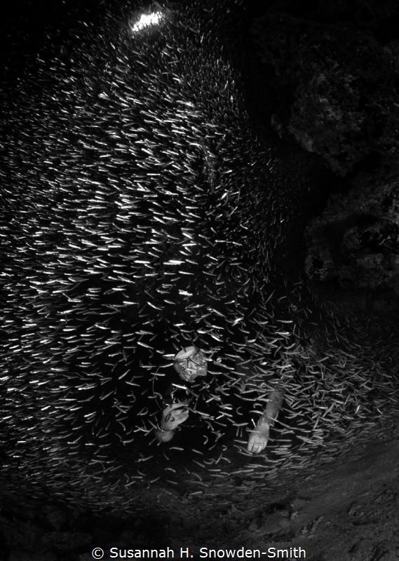 A diver peers out of a swarm of silversides in a swim thr... by Susannah H. Snowden-Smith 