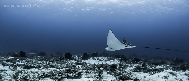 Relaxing Eagle Ray by Ken Kiefer 