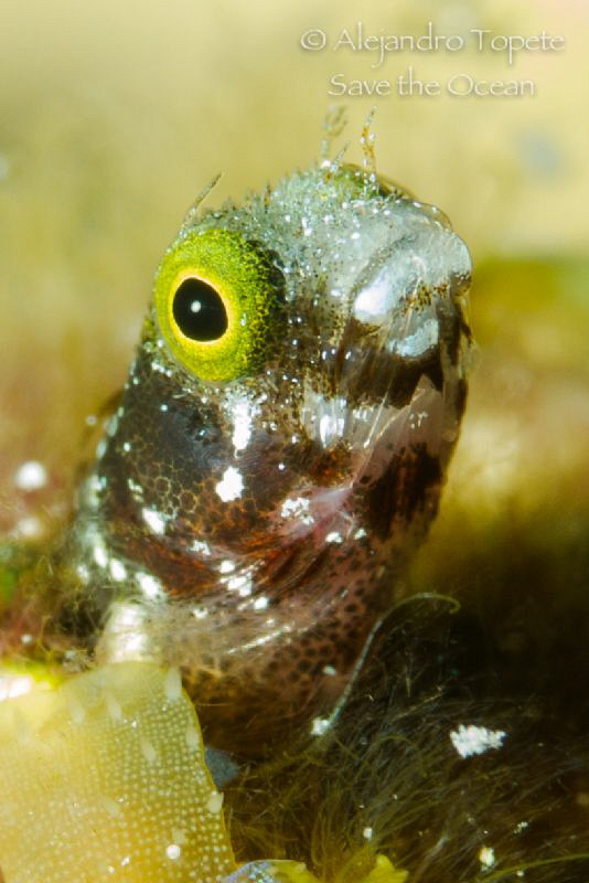 Blenny in the cave, Cozumel Mexico by Alejandro Topete 
