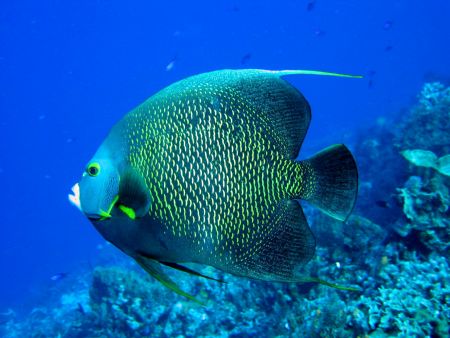 French Angelfish striking a pose in Cozumel. by Stephanie Puttre 