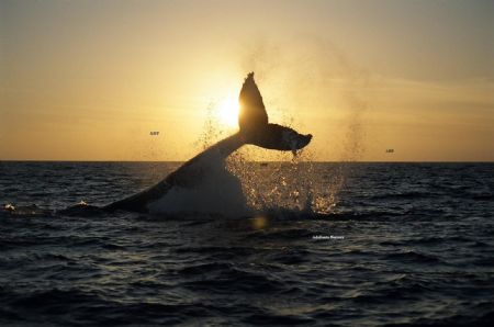 The photo is the fluke of a humpback whale , taked near C... by Adalberto Herrera 