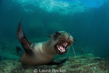 playful teen sea lion trying to bite my camera in the sea... by Laura Becker 