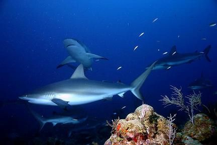 Shark Dive - Rotan Honduras Jan 2006 by Ken Mcpherson 