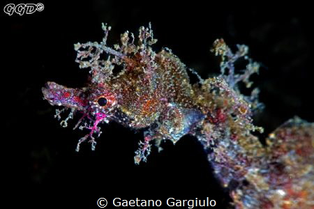 Pigmy pipe-horse. This kind of sea horse is ~30mm and can... by Gaetano Gargiulo 