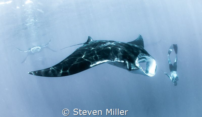 they were everywhere, came for Whalesharks! by Steven Miller 
