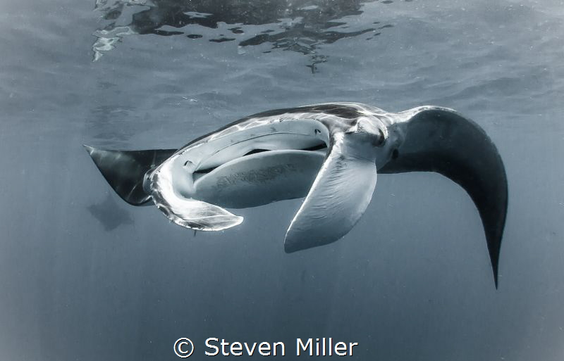 These Mantas are moving quickly- on the edge of a current... by Steven Miller 