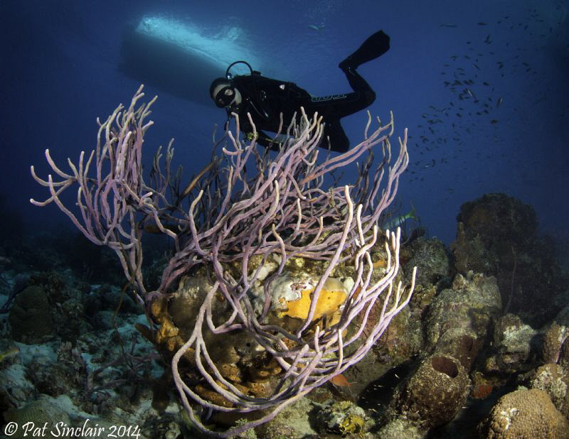Right on the drop off to the lower reef, I found this rop... by Patricia Sinclair 