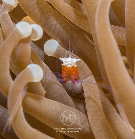 Mushroom coral shrimp carrying eggs by Arno Enzo 