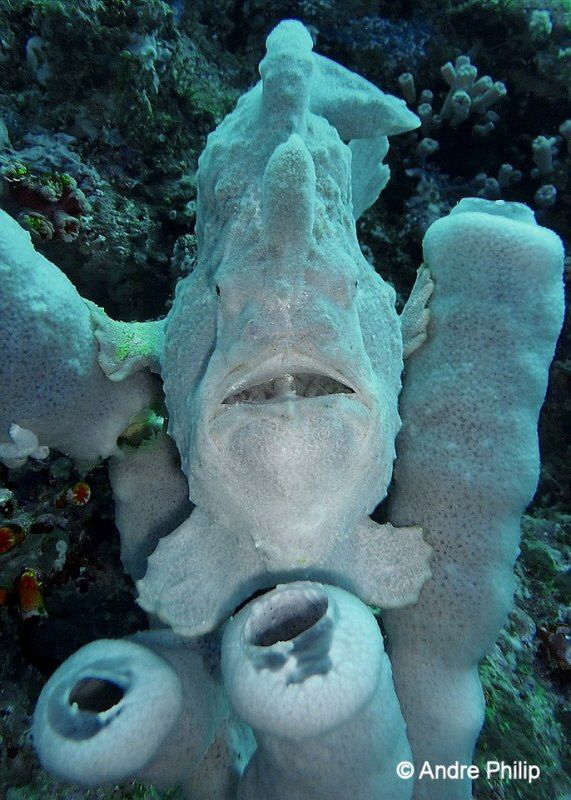 "Go away, this is my home!" - a Giant Frogfish in his sponge by Andre Philip 