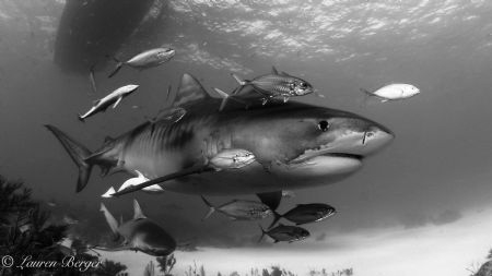 "Entourage". Jacks, Remoras and an undercover Lemon shark... by Lauren Berger 