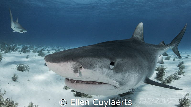 Tiger Shark close encounters are the best by Ellen Cuylaerts 