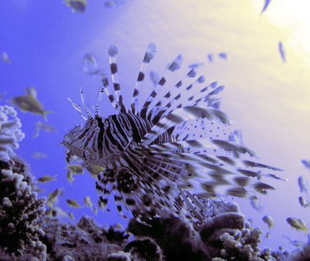 Lion Fish from the red sea. by Richard Williams 